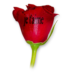 Livraison de Roses Rouges Imprimées