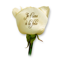 Livraison fleurs et Roses Blanches Imprimées
