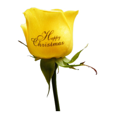 Livraison de fleurs et de Roses Jaunes Imprimées