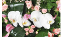 vue sur des fleurons d'orchidée de couleur blancs de la raquette Angélus