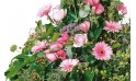 vue sur le bas de la composition de fleurs Pensées