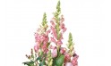 Vue sur les mufliers de couleur rose de la composition florale