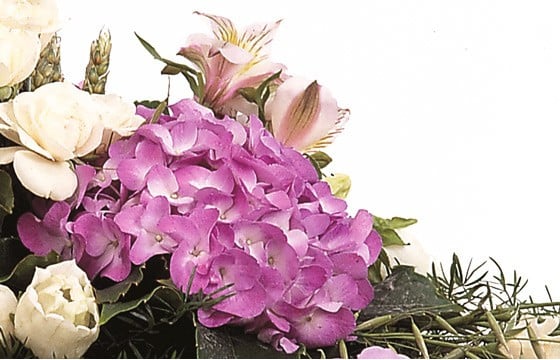 vue sur un hortensia parme de la raquette de fleurs Affection