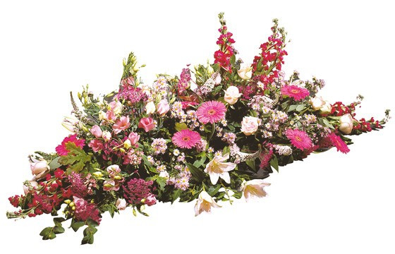 image de la raquette de fleurs fuchsia du nom de Paisible