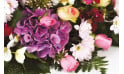 zoom sur un magnifique hortensia de couleur parme