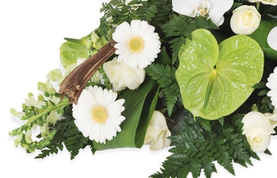 zoom sur des gerberas blancs et un anthurium vert