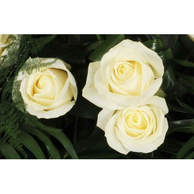 vue sur trois roses blanches de la raquette L'Ange Gardien