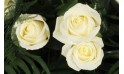 vue sur trois roses blanches de la raquette L'Ange Gardien