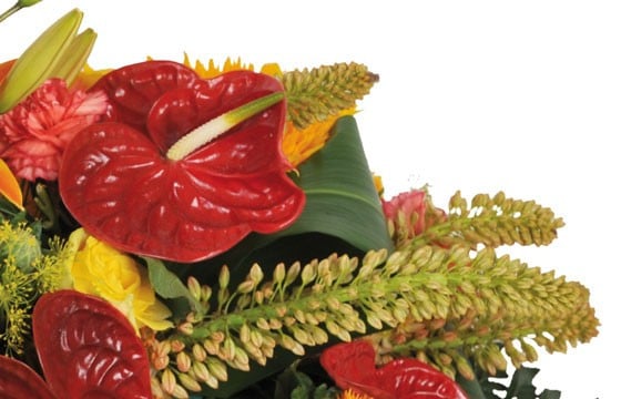 vue sur un anthurium rouge de la raquette L'Eclipse