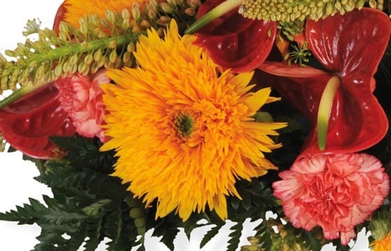 Vue sur un magnifique double gerberas orange