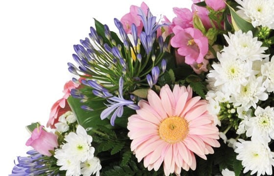 vue sur un gerberas rose et une agapanthes mauve de la raquette L'Aurore