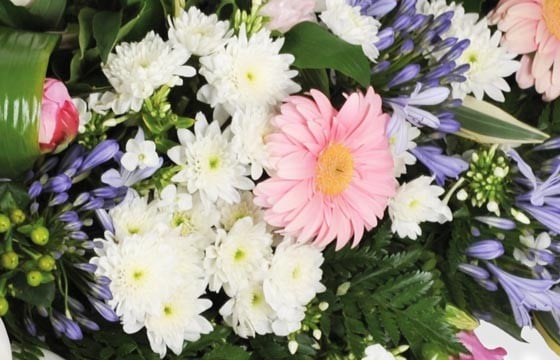 vue sur des refours blancs et un gerberas rose