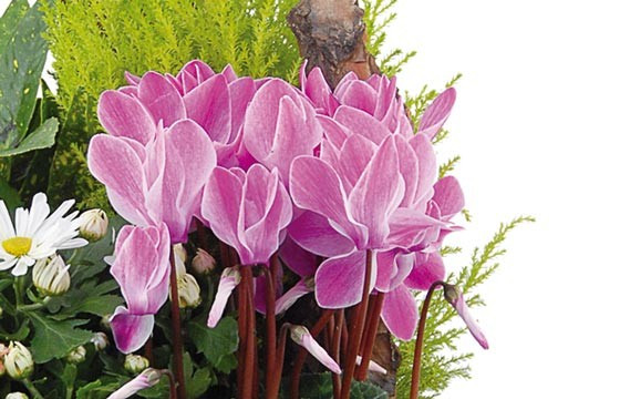 L'Agitateur Floral | vue sur de magnifiques cyclamen fuchisia de la composition infini