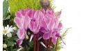 L'Agitateur Floral | vue sur de magnifiques cyclamen fuchisia de la composition infini
