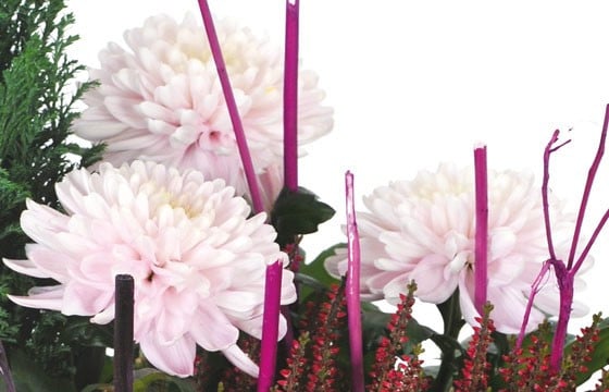 L'Agitateur Floral | vue sur des chrysanthèmes roses