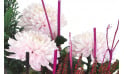 L'Agitateur Floral | vue sur des chrysanthèmes roses