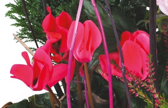 L'Agitateur Floral | vue sur des cyclamens rouge