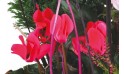 L'Agitateur Floral | vue sur des cyclamens rouge