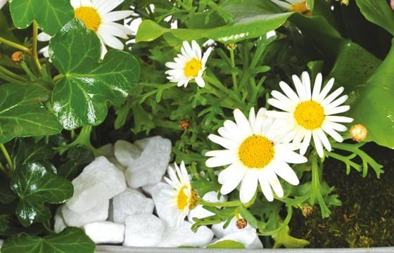 L'Agitateur Floral | vue sur les anthémis blancs de la jardinière de plantes roses & blanches Calypso