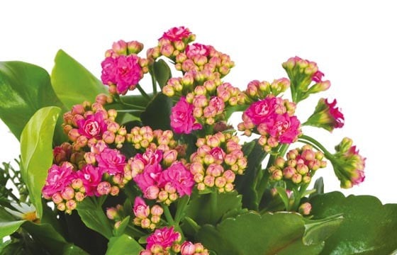 L'Agitateur Floral | vue sur le kalanchoé rose de la jardinière de plantes roses & blanches Calypso