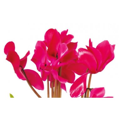 L'Agitateur Floral | vue sur des cyclamens de la Composition de deuil rose-fuchsia Voyage Eternel