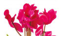 L'Agitateur Floral | vue sur des cyclamens de la Composition de deuil rose-fuchsia Voyage Eternel