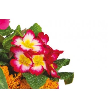 L'Agitateur Floral | vue sur des primevères de la Composition de deuil rose-fuchsia Voyage Eternel