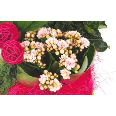 L'Agitateur Floral | vue sur un kalanchoé de la Composition de deuil blanche, rose, fuchsia Souvenir