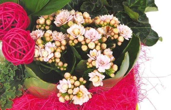 L'Agitateur Floral | vue sur un kalanchoé de la Composition de deuil blanche, rose, fuchsia Souvenir