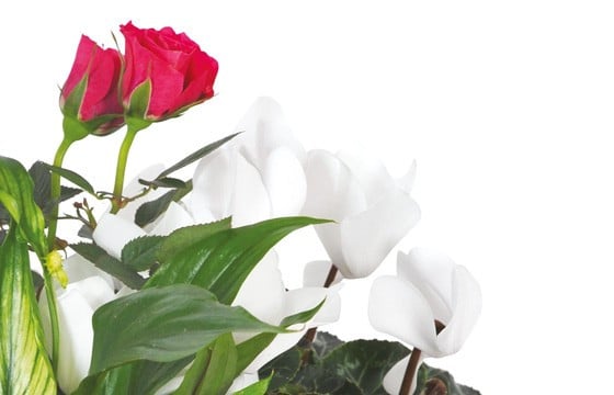 L'Agitateur Floral | vue sur un rosier rouge et un cyclamen blanc de la Composition de deuil blanche, rose, fuchsia Souvenir