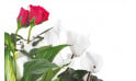 L'Agitateur Floral | vue sur un rosier rouge et un cyclamen blanc de la Composition de deuil blanche, rose, fuchsia Souvenir