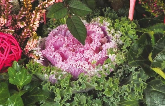 L'Agitateur Floral | vue sur un choux d'ornement de la Coupe de plantes vertes & rouges Morphée