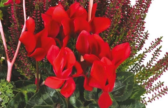 L'Agitateur Floral | vue sur un cyclamen rouge de la Coupe de plantes vertes & rouges Morphée