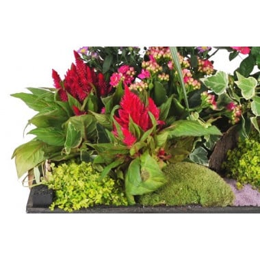 L'Agitateur Floral | vue sur un ensemble floral de la Composition de plantes de deuil Le Jardin d'Olympe