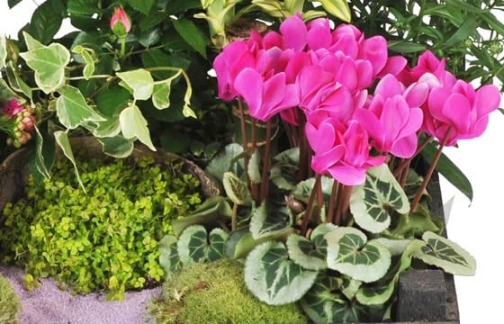 L'Agitateur Floral | vue sur un kalenkoé de la Composition de plantes de deuil Le Jardin d'Olympe