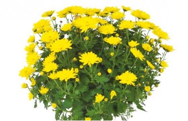 L'Agitateur Floral | vue sur un chrysanthème boule jaune de la Composition de deuil jaunes & mauve L'Oasis
