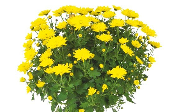 L'Agitateur Floral | vue sur un chrysanthème boule jaune de la Composition de deuil jaunes & mauve L'Oasis