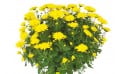 L'Agitateur Floral | vue sur un chrysanthème boule jaune de la Composition de deuil jaunes & mauve L'Oasis