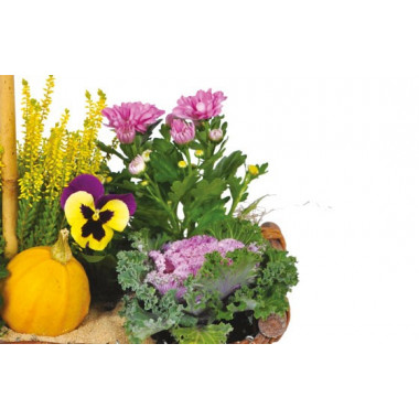 L'Agitateur Floral | vue sur un ensemble floral de la Composition de deuil jaunes & mauve L'Oasis