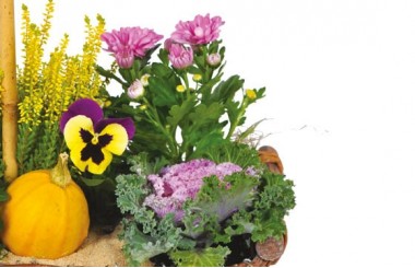 L'Agitateur Floral | vue sur un ensemble floral de la Composition de deuil jaunes & mauve L'Oasis