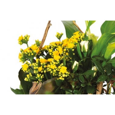 L'Agitateur Floral | L'Agitateur Floral | vue sur un kalanchoé jaune de la Composition de deuil jaune & blanche Intensité