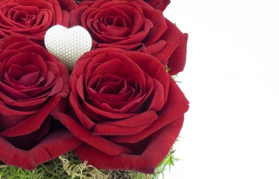L'Agitateur Floral | zoom sur une magnifique rose rouge