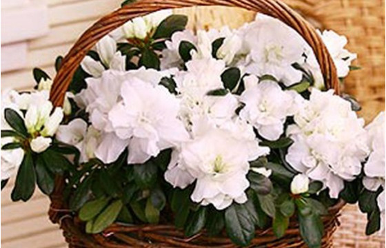 L'Agitateur Floral | image de l'Azalée blanche en pot