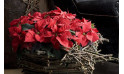 L'Agitateur Floral | image de la Coupe de Mini Poinsettia Rouge