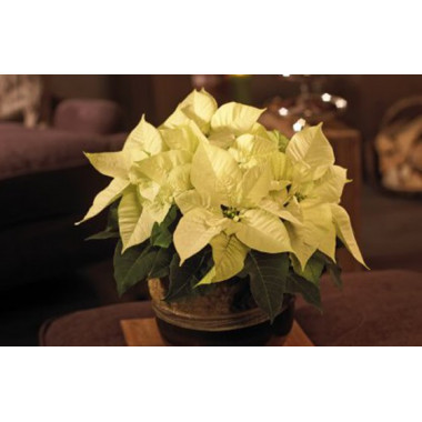 L'Agitateur Floral | image du Poinsettia blanc en fleurs