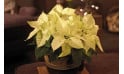 L'Agitateur Floral | image du Poinsettia blanc en fleurs