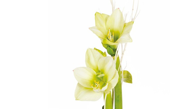 zoom sur les têtes d'amaryllis blanche verte du Bouquet d'amaryllis Un Hiver à Paris