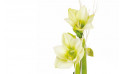 zoom sur les têtes d'amaryllis blanche verte du Bouquet d'amaryllis Un Hiver à Paris