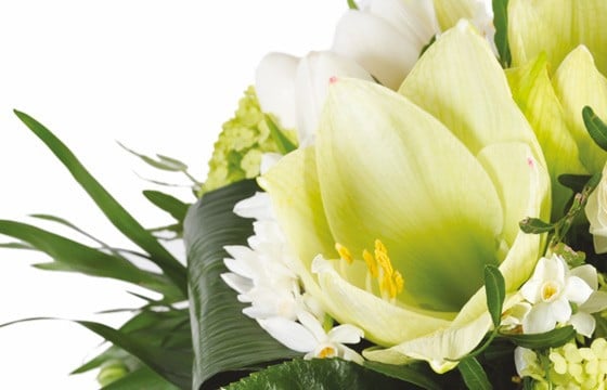 zoom sur un amaryllis blanc du Bouquet de saison Cocon