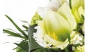 zoom sur un amaryllis blanc du Bouquet de saison Cocon